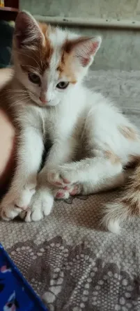 Котята ищут новый дом Донецк