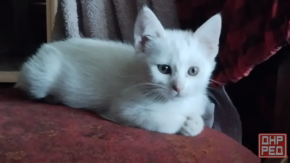 Котята ищут новый дом Донецк - изображение 1