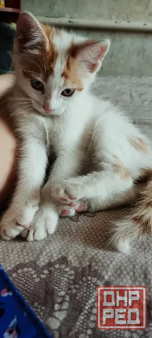 Котята ищут новый дом Донецк - изображение 2