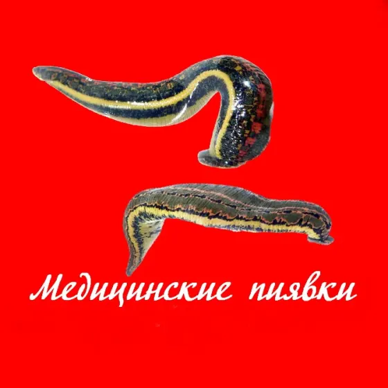 Пиявки медицинские Донецк