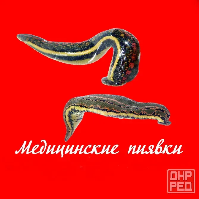 Пиявки медицинские Донецк - изображение 1