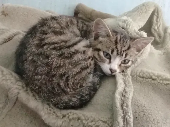 Котенок Девочка-Кошка (котята) Макеевка