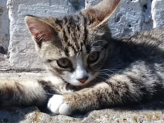 Котенок Девочка-Кошка (котята) Макеевка