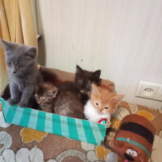 Котята Донецк
