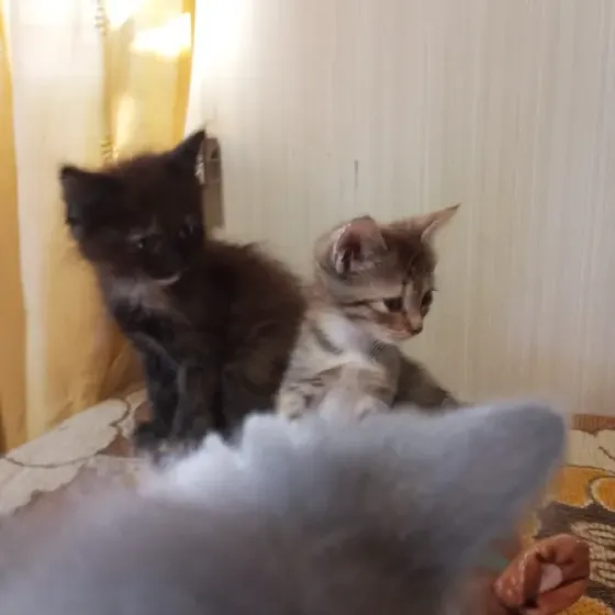 Котята Донецк