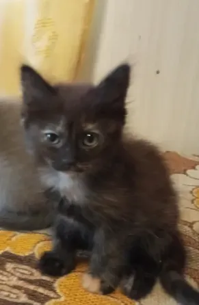 Котята Донецк