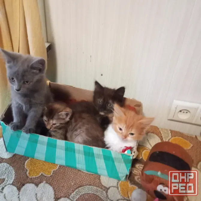 Котята Донецк - изображение 2