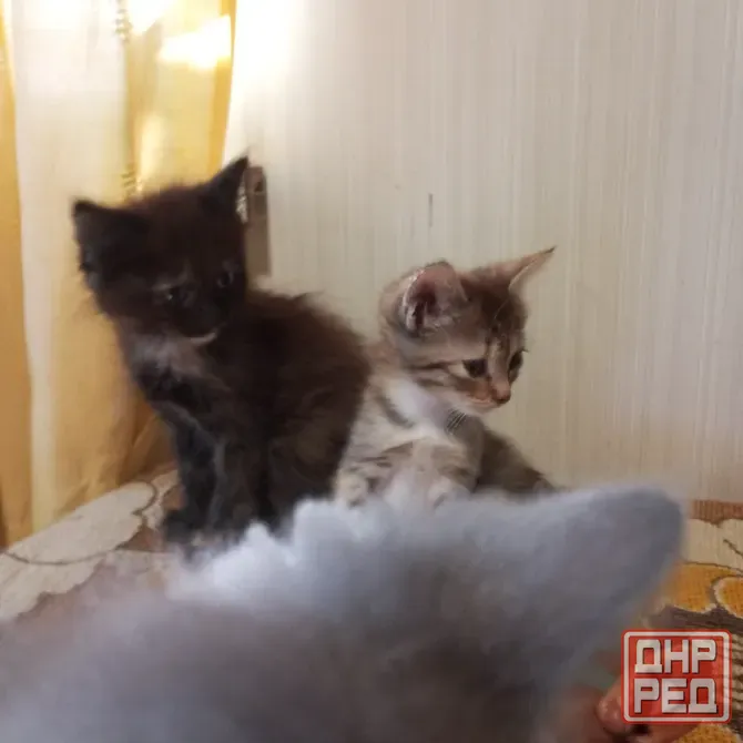 Котята Донецк - изображение 3