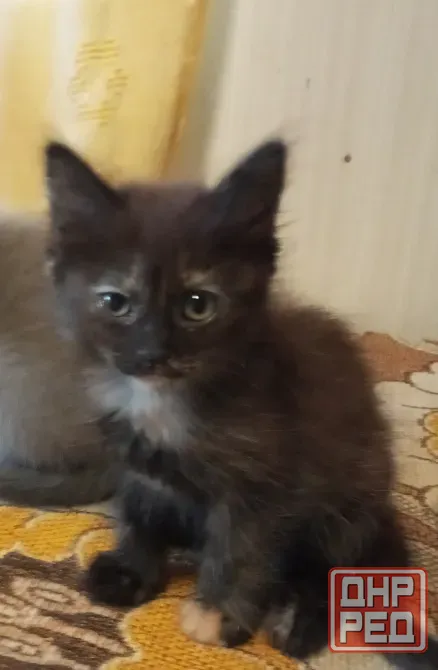 Котята Донецк - изображение 1