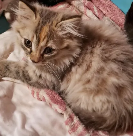 Норвежский котенок Донецк