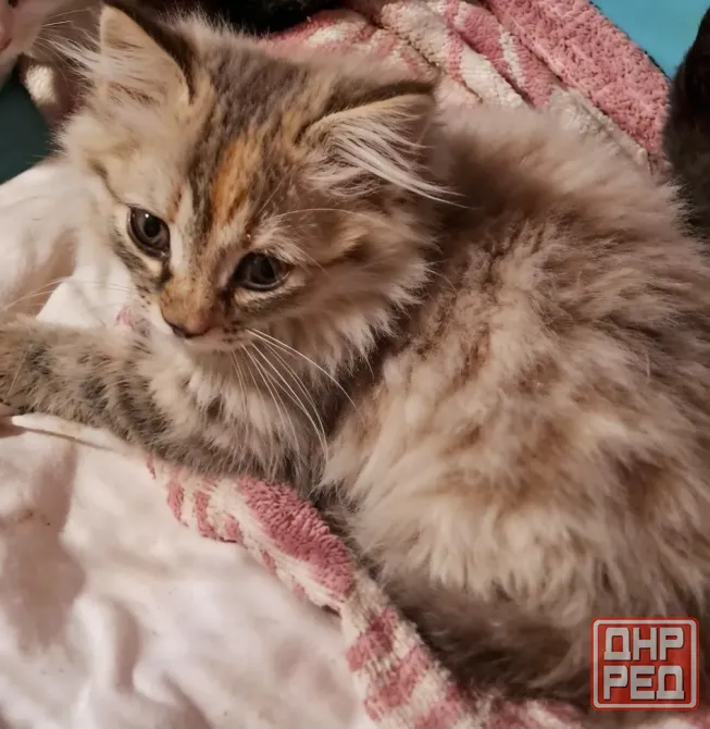 Норвежский котенок Донецк - изображение 1