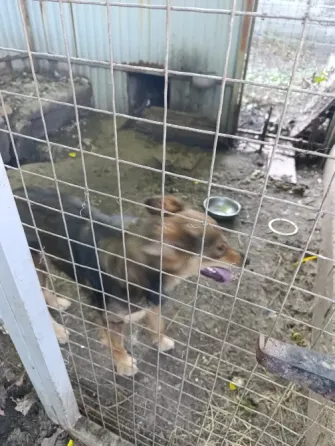 Отдам собаку в хорошие руки Макеевка