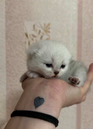 Продажа Котят Донецк Донецк