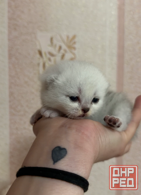 Продажа Котят Донецк Донецк - изображение 1