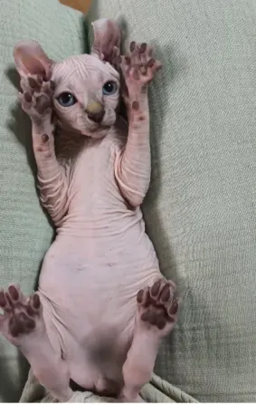 Котенок породы эльф Донецк