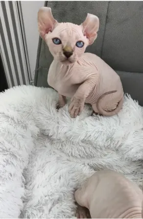 Котенок породы эльф Донецк