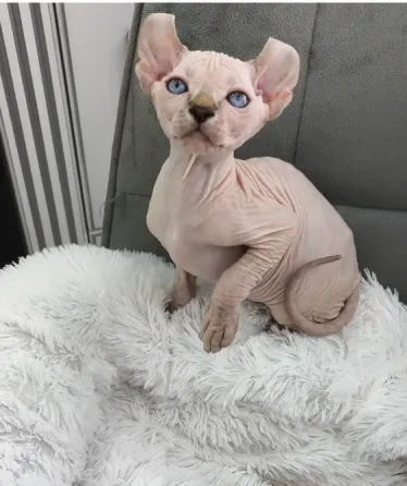 Котенок породы эльф Донецк