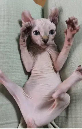 Котенок породы эльф Донецк