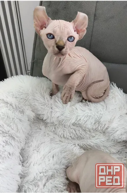 Котенок породы эльф Донецк - изображение 6
