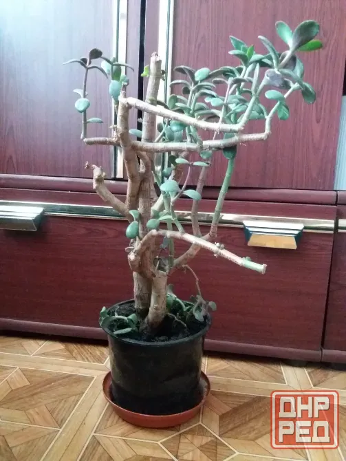 Продам комнатный цветок растение денежное дерево толстянку крассулу Донецк - изображение 7