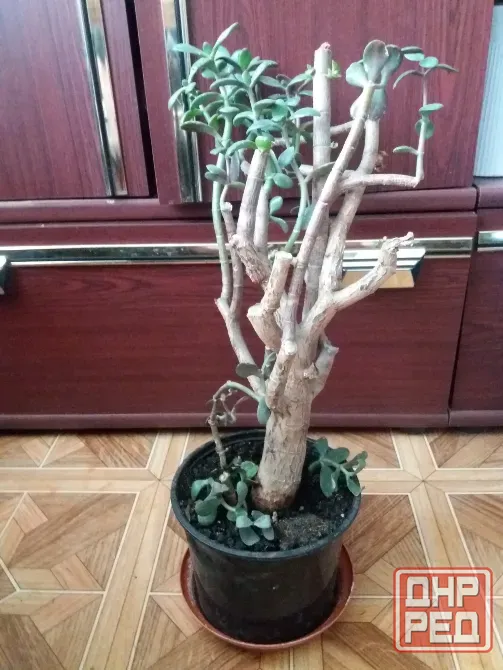 Продам комнатный цветок растение денежное дерево толстянку крассулу Донецк - изображение 6