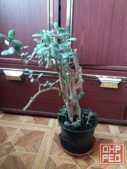 Продам комнатный цветок растение денежное дерево толстянку крассулу Донецк - изображение 5