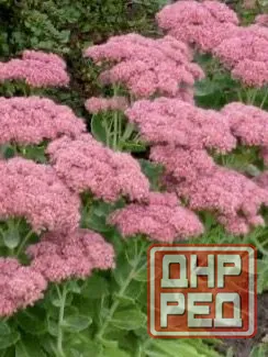 Очиток "Видный" Донецк - изображение 3