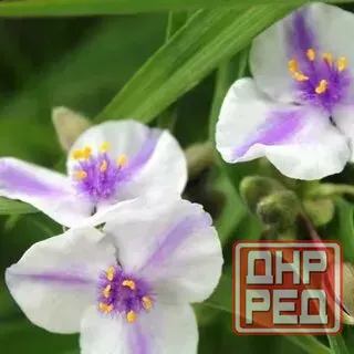 Традесканция Донецк - изображение 2