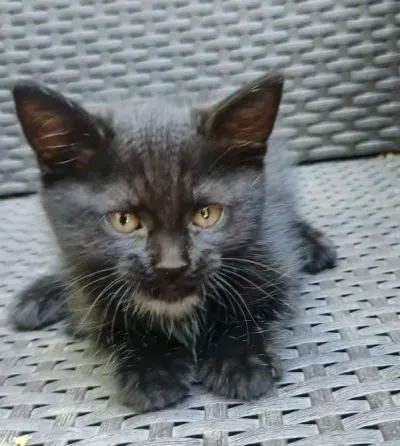 Котята в добрые руки Мариуполь