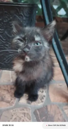 Котята в добрые руки Мариуполь