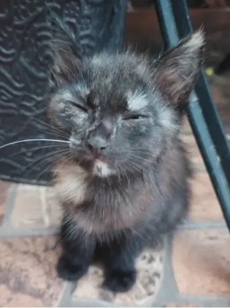 Котята в добрые руки Мариуполь