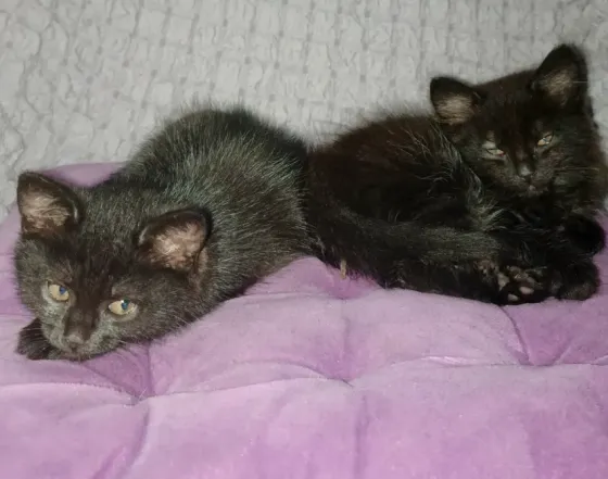 Котята в добрые руки Мариуполь