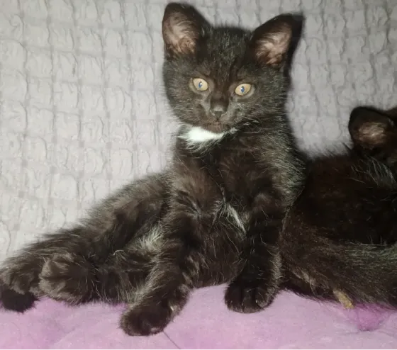 Котята в добрые руки Мариуполь