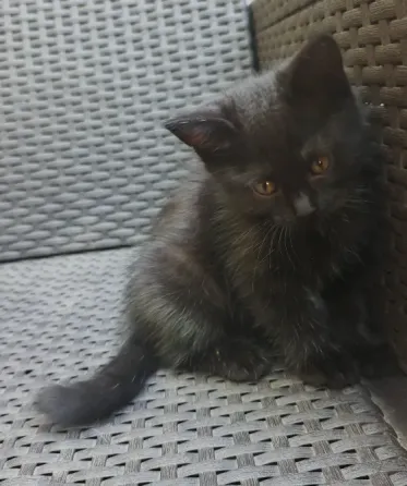 Котята в добрые руки Мариуполь