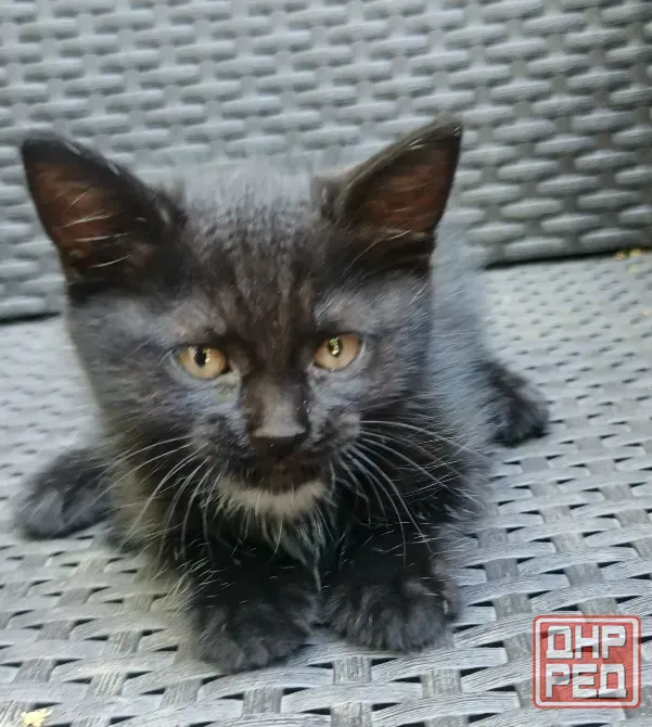 Котята в добрые руки Мариуполь - изображение 1