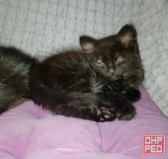 Котята в добрые руки Мариуполь - изображение 7