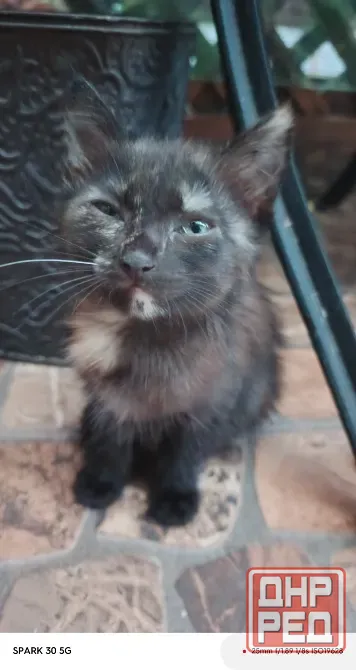 Котята в добрые руки Мариуполь - изображение 4