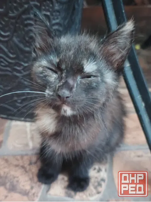 Котята в добрые руки Мариуполь - изображение 3