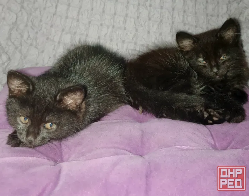 Котята в добрые руки Мариуполь - изображение 6