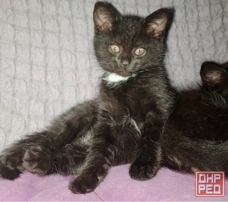 Котята в добрые руки Мариуполь - изображение 5