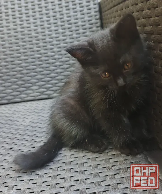 Котята в добрые руки Мариуполь - изображение 2