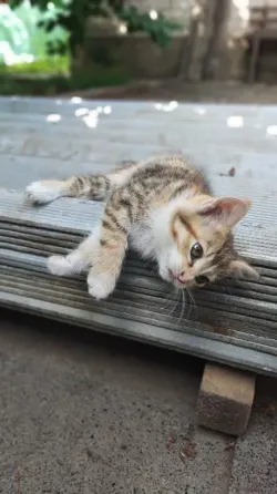 Кошечка Донецк