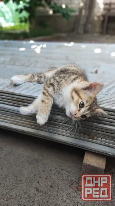 Кошечка Донецк - изображение 1