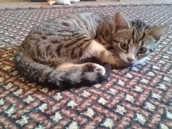 Котенок девочка -кошка Макеевка