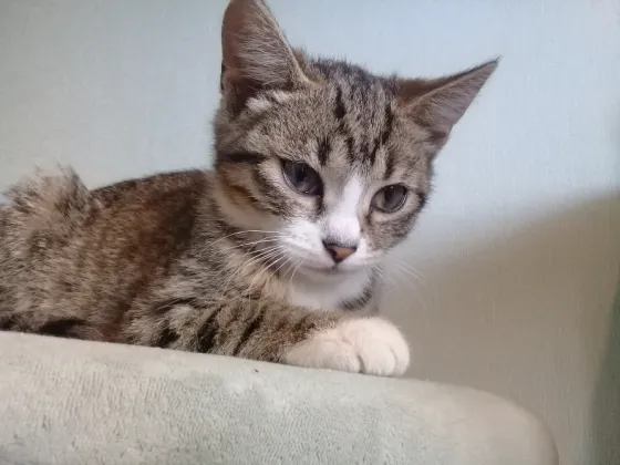 Котенок девочка -кошка Макеевка