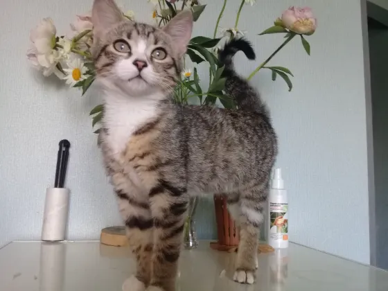 Котенок девочка -кошка Макеевка