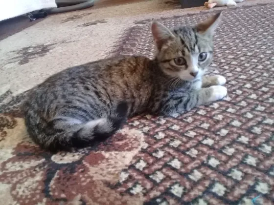 Котенок девочка -кошка Макеевка