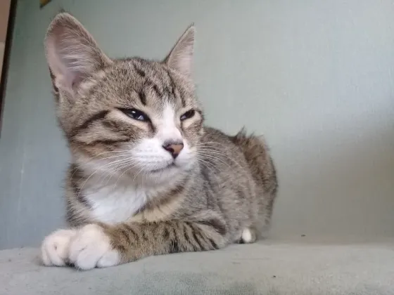 Котенок девочка -кошка Макеевка