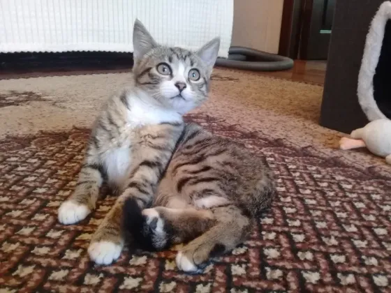 Котенок девочка -кошка Макеевка