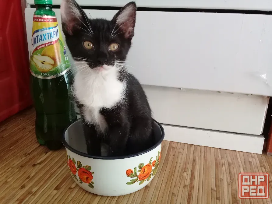 Котенок девочка - кошка Макеевка - изображение 7